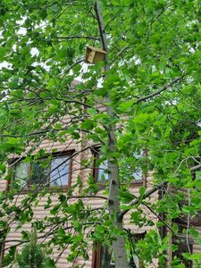 Скворечник на тюлпановом дереве Скворечник на тюлпановом дереве